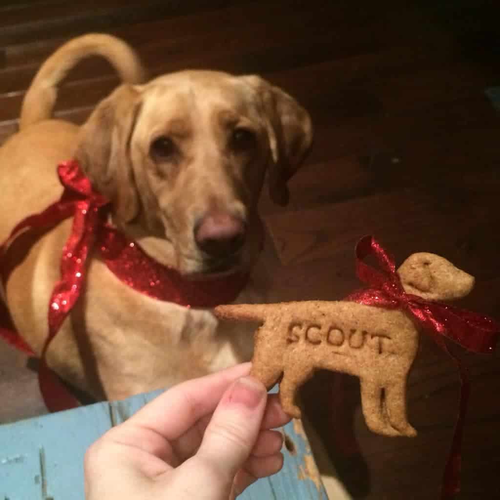 A homemade dog treat in the shape of a cookie being held by a hand alongside a dog.