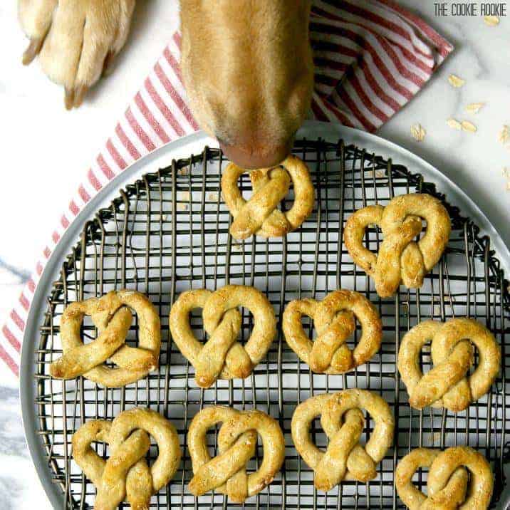 dog snout sniffing dog treats on a pan