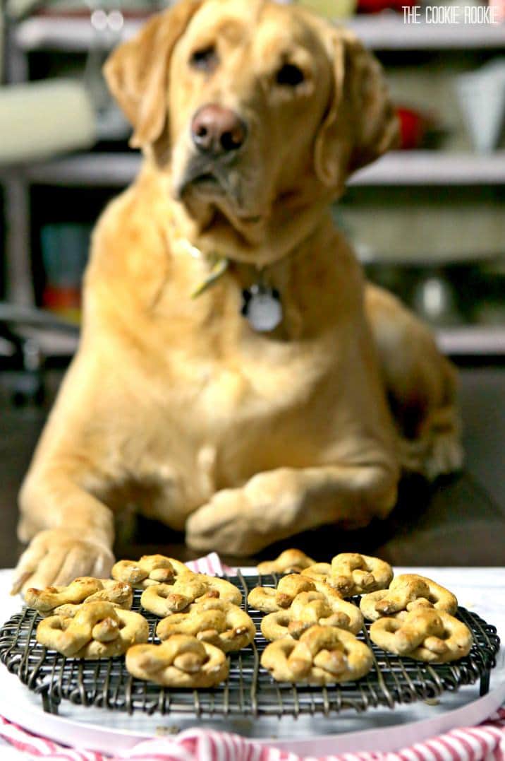 yellow lab on floor next to treats