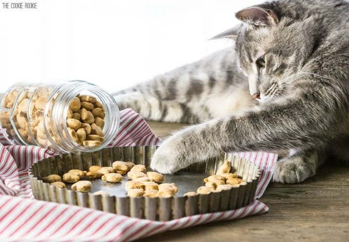 gray cat laying next to a tin tray filled with cat treats