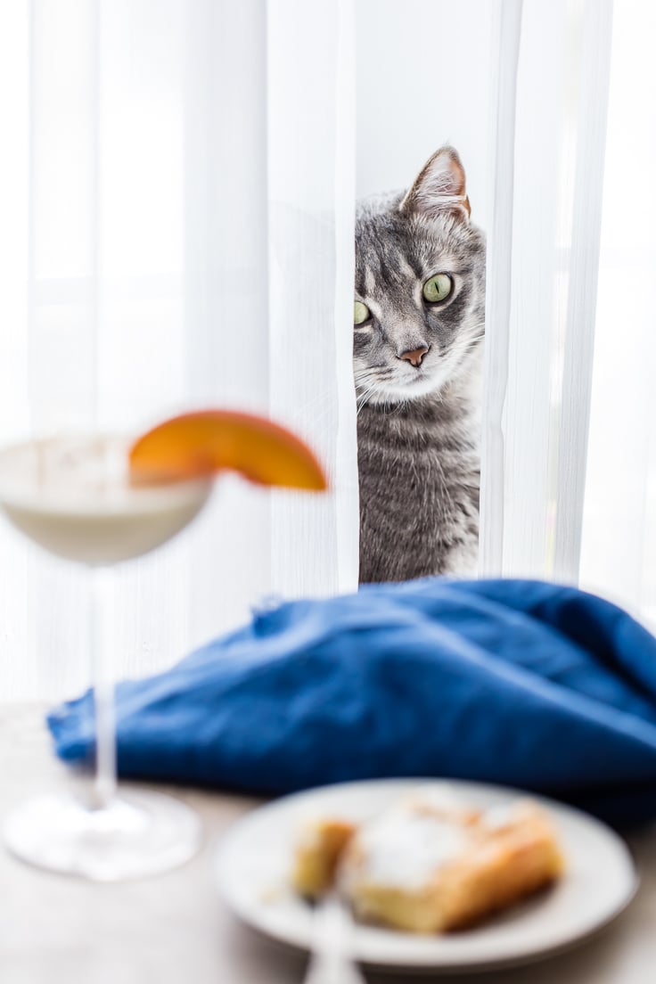 A cat sitting on a plate, with Martini and Gooey butter cake