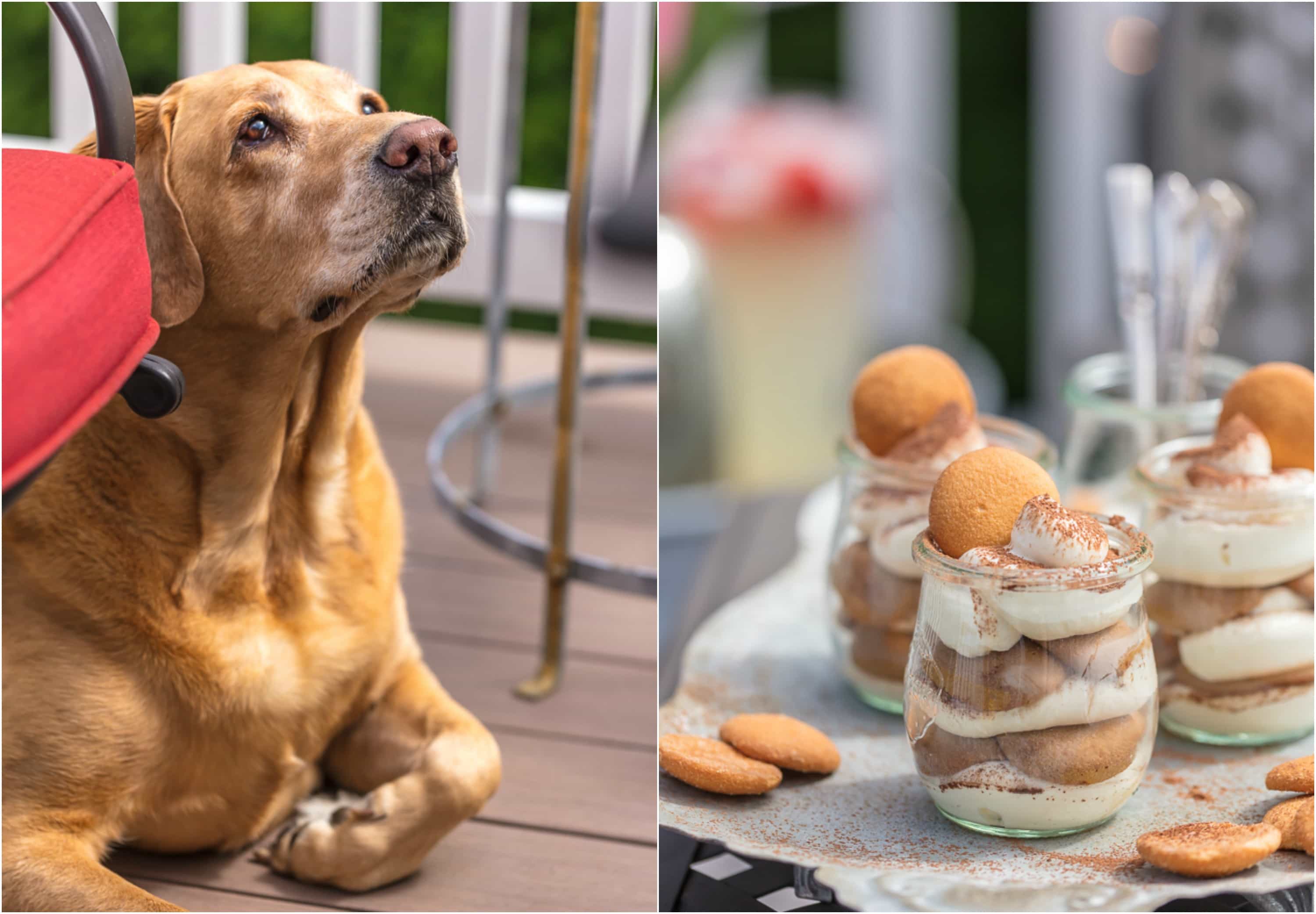 yellow lab and tiramisu cups