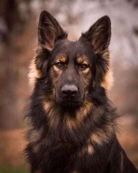 25 Photos That Show How Majestic German Shepherds Are.jpeg