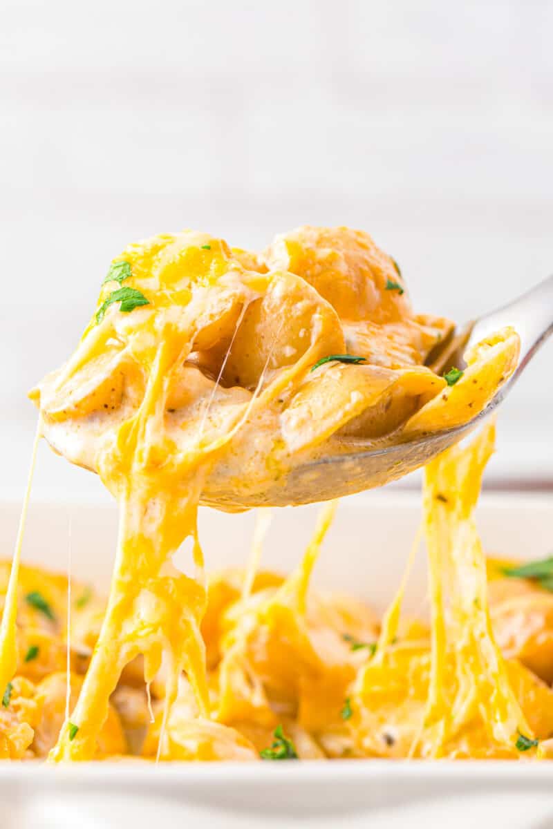 close up of instant pot scalloped potatoes lifted from a baking dish by a spoon.